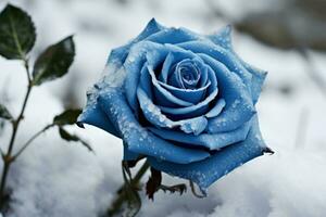 Enchanting Blue rose field in snow. Generate Ai photo