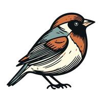 Bullfinch bird isolated on white background. Hand drawn vector illustration.