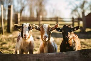 Cute goats inside of paddock at farm morning life. Generate AI photo