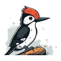 Hand drawn vector illustration of a woodpecker isolated on white background.