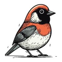 Bullfinch bird. Hand drawn vector illustration of bullfinch.