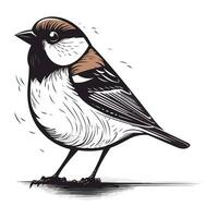 Sparrow bird isolated on a white background. Vector illustration.