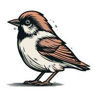 Sparrow isolated on white background. Hand drawn vector illustration.