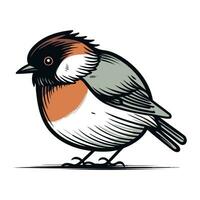 Bullfinch. bullfinch. Vector illustration on white background.