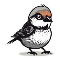 Sparrow. Vector illustration of a bird on a white background.