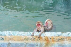 Monkey soaking in hot spring, Hakodate Tropical Botanical Garden with Snow in winter Season. landmark and popular for attractions in Hokkaido, Japan. Travel and Vacation concept photo