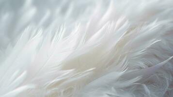 a close up of a fluffy feather photo