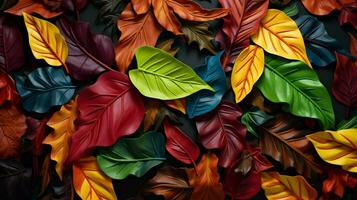 a colorful display of leaves with the word photo