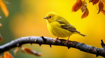 a cute yellow bird perching on a branch in nature photo