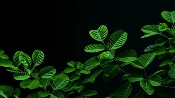 a plant with green leaves and a black background photo