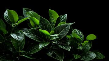 a plant with green leaves and a black background photo