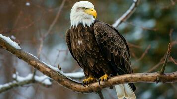 bald eagle perched majestically on tree branch photo