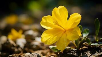 beauty in nature yellow petal blossom outdoors photo