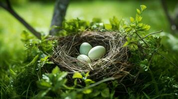 bird nest on a branch surrounded by green grass and leave photo
