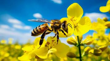 ocupado abeja poliniza amarillo flor en verano foto