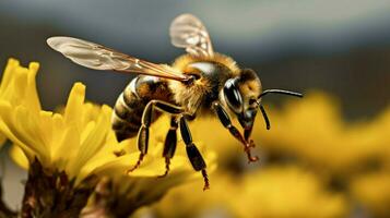 close up industrious bee flying in search of its pollen photo