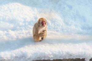 Monkey soaking in hot spring, Hakodate Tropical Botanical Garden with Snow in winter Season. landmark and popular for attractions in Hokkaido, Japan. Travel and Vacation concept photo
