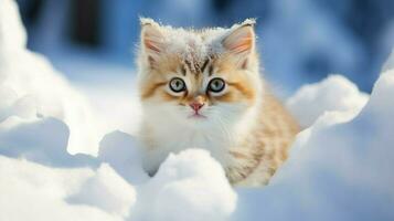 linda gatito sentado en nieve curioso a cámara con curiosidades foto