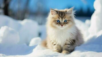 cute kitten sitting in snow looking at camera with blue photo