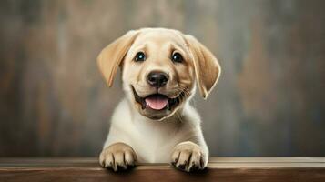 cute purebred dog labrador puppy sitting looking at camera photo