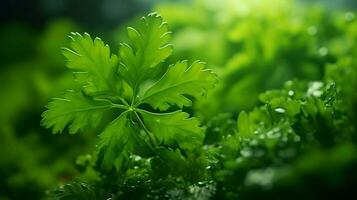 Fresco hoja de perejil un sano verde vegetal para orgánico foto