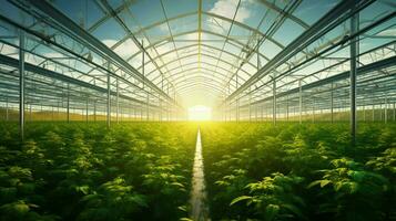 fresh organic plant growth in modern greenhouse technology photo