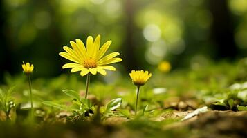 fresh yellow daisy blossom in meadow surrounded by green photo