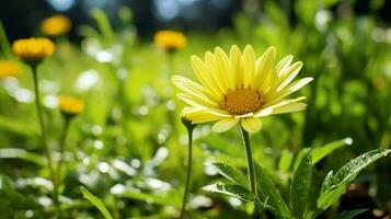 fresh yellow daisy blossom in meadow surrounded by green photo