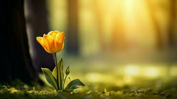 fresh yellow tulip blossom on tree branch in tranquil photo