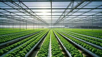 freshness and growth in greenhouse agriculture industry photo