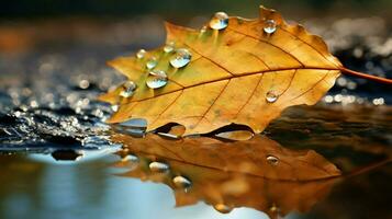 freshness reflected in a wet autumn leaf photo