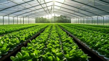 greenhouse growth in agriculture nurtures nature plant photo