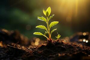 Plant's Growing In Sunlight photo