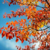 frondoso árbol rama en vibrante otoño colores foto