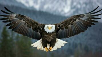 majestuoso calvo águila se extiende alas en medio aire foto