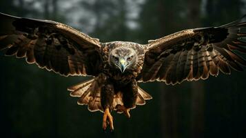 majestic bird of prey soaring in mid air photo