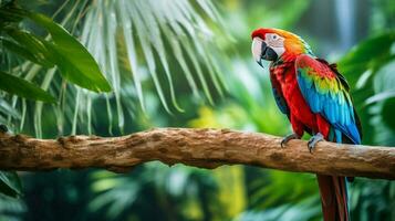 multi colored macaw perching on branch in tropical forest photo
