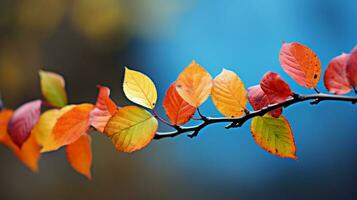 multicolored autumn leaves on tree branch close up photo