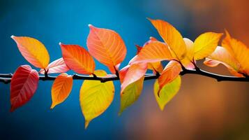 multicolored autumn leaves on tree branch close up photo