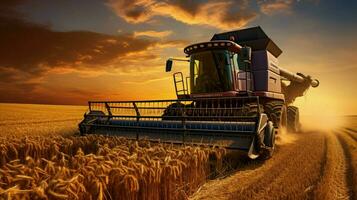 organic wheat harvesting at sunset in meadow photo