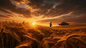 organic wheat harvesting at sunset in meadow photo