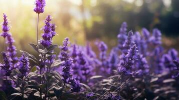 purple flower herb and plant in nature photo