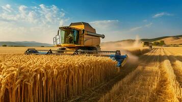 ripe wheat cutting with heavy machinery outdoors photo