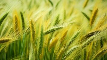 ripe wheat in meadow green and yellow photo