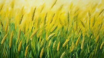 ripe wheat in meadow green and yellow photo