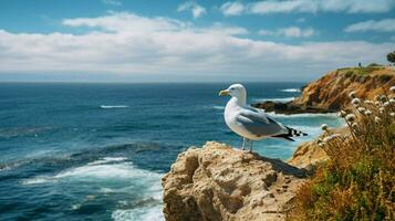 seagull perched on cliff watching coastline enjoying free photo