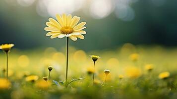 soft focus on single daisy bright yellow petal in meadow photo