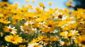 vibrante flor silvestre prado en verano cerca arriba de amarillo foto