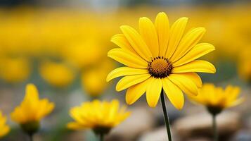 vibrant yellow daisy a single flower in focus on foreground photo