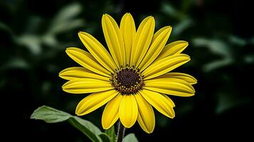 vibrant yellow daisy a single flower of beauty in nature photo